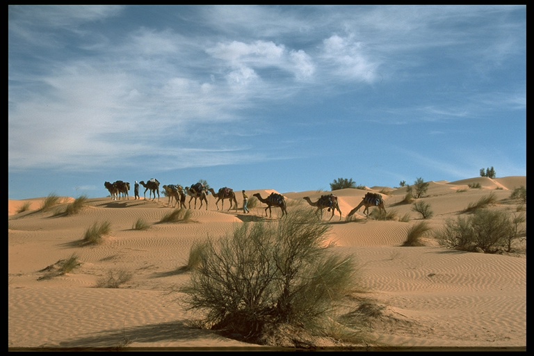 Kamel-Tour im der Sahara