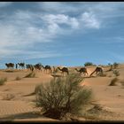 Kamel-Tour im der Sahara