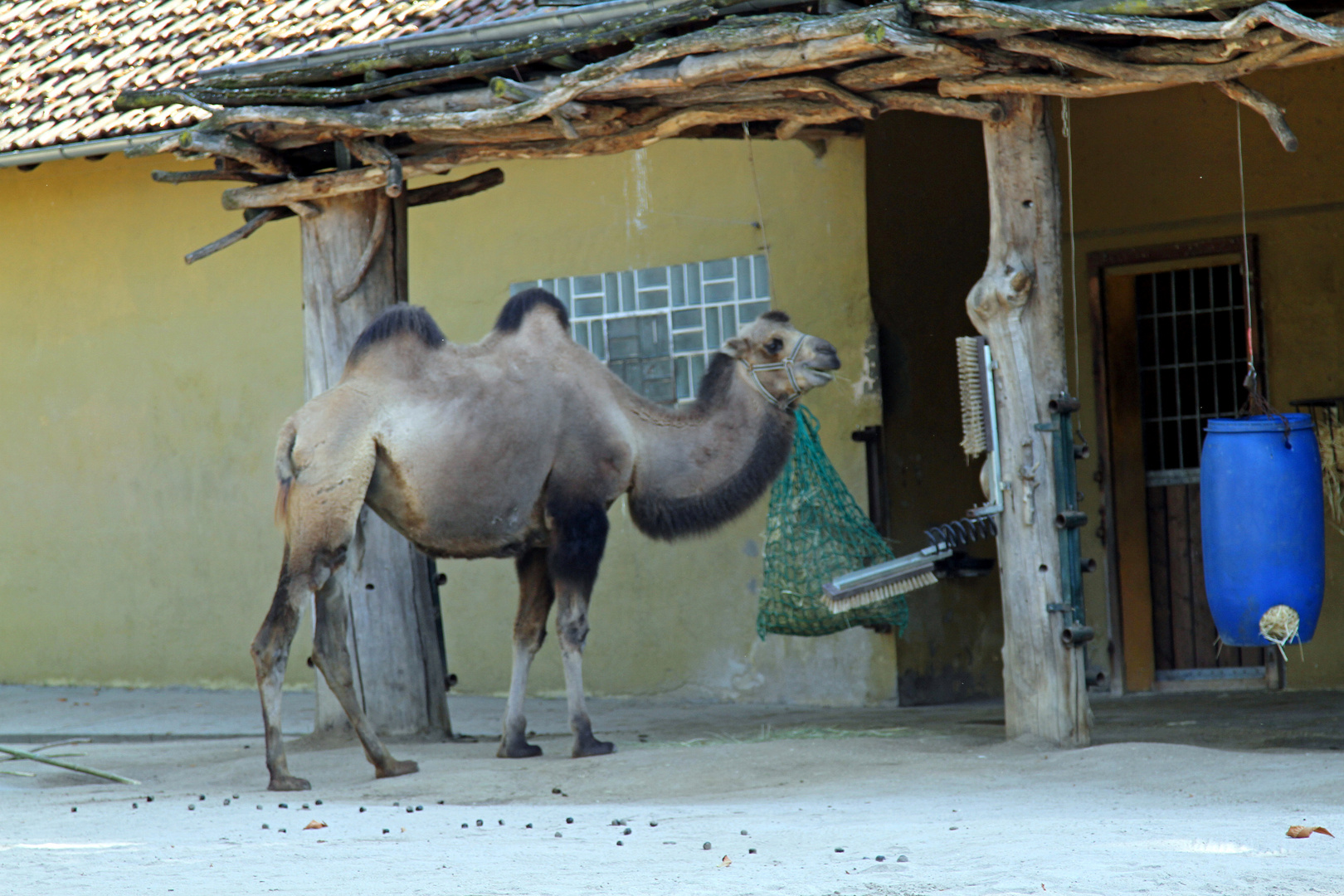 Kamel vor dem Futtertrog im Zoo Heidelberg