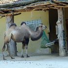Kamel vor dem Futtertrog im Zoo Heidelberg