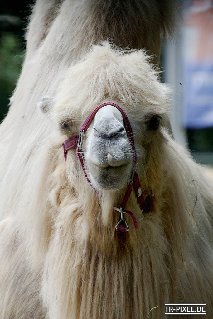 Kamel - Zoo Heidelberg