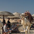 Kamel zum reiten