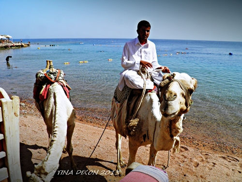 Kamelbesuch am Strand von Dahab