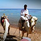 Kamelbesuch am Strand von Dahab