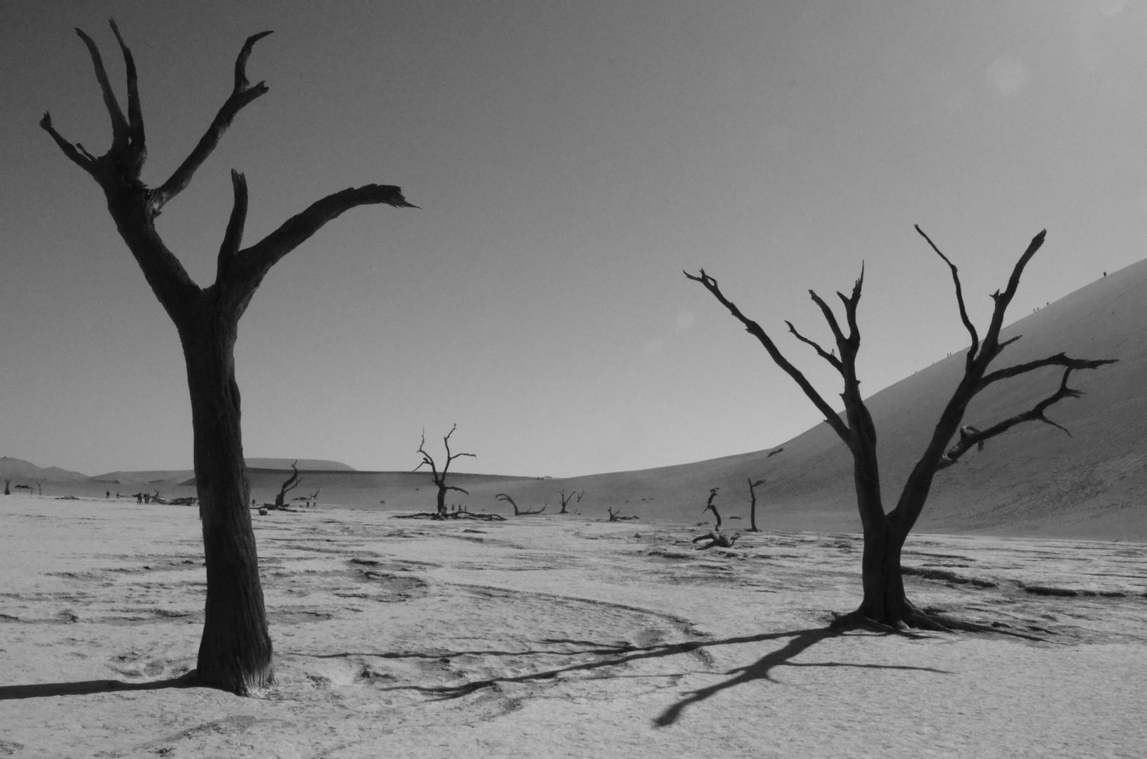 Kameldornakazien im Dead Vlei (Namibwüste)