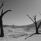 Kameldornakazien im Dead Vlei (Namibwüste)