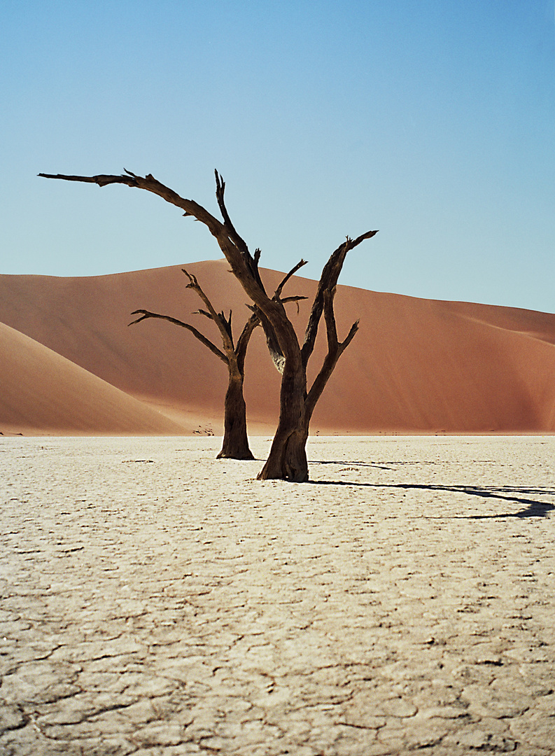 Kameldornbäume im Deadvlei - Namibia