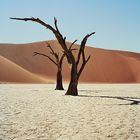 Kameldornbäume im Deadvlei - Namibia