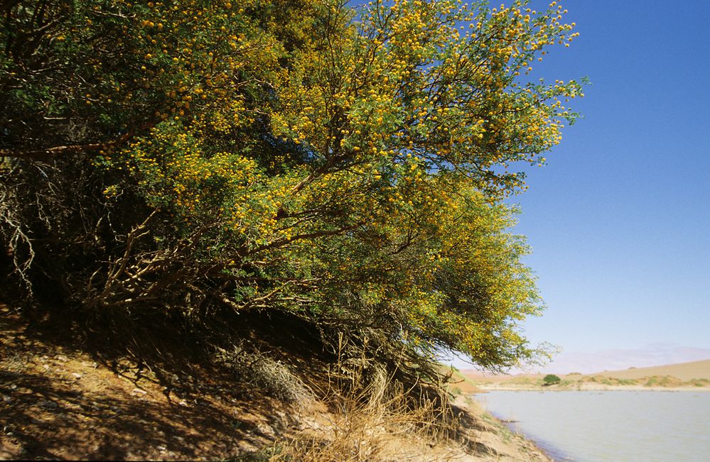 Kameldornbäume Sossusvlei