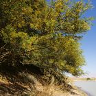 Kameldornbäume Sossusvlei