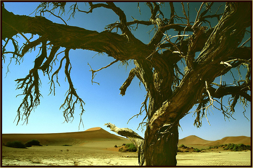 Kameldornbaum in der Namib