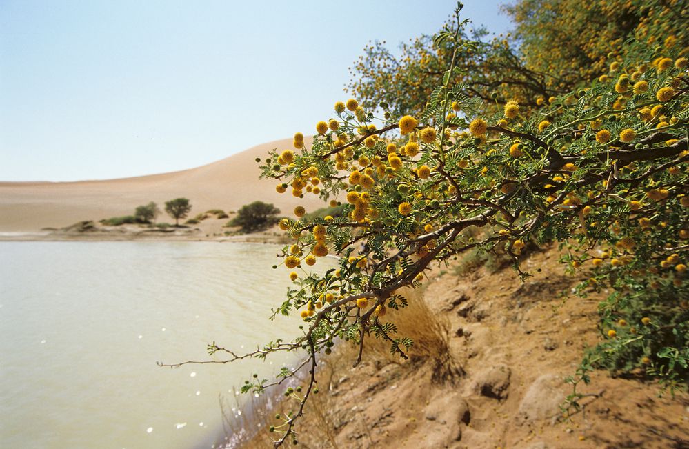 Kameldornblüten in Sosssvlei