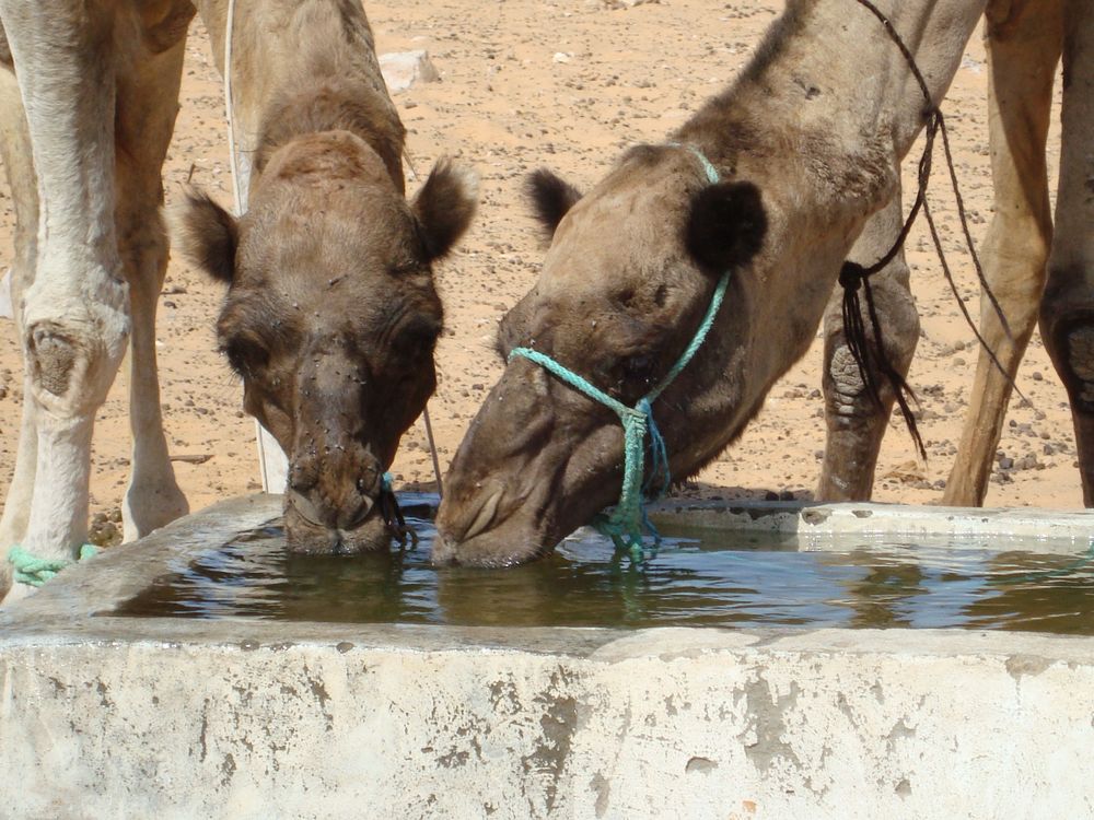 Tiere Im Orient Tiere Im Orient