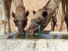 Kamele am Brunnen im Erg Oriental