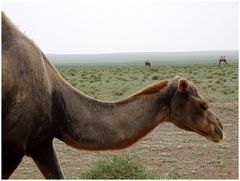 Kamele am Rand der Gobi