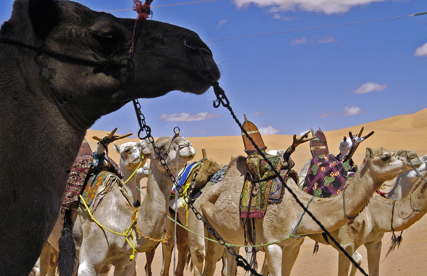 Kamele am Rande der Sandmeere der Sahara....