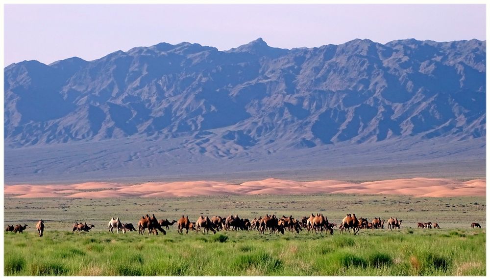 Kamele am Rande der Wüste Gobi