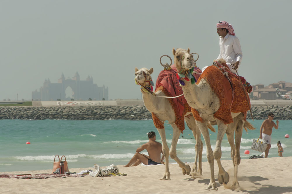 Kamele am Strand von Jumeirah(Dubai Marina)