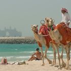 Kamele am Strand von Jumeirah(Dubai Marina)