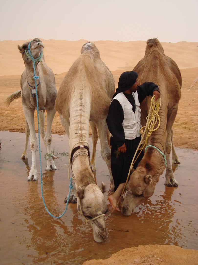 Kamele an der Wasserstelle Im Erg Oriental, Tunesien