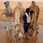 Kamele an der Wasserstelle Im Erg Oriental, Tunesien