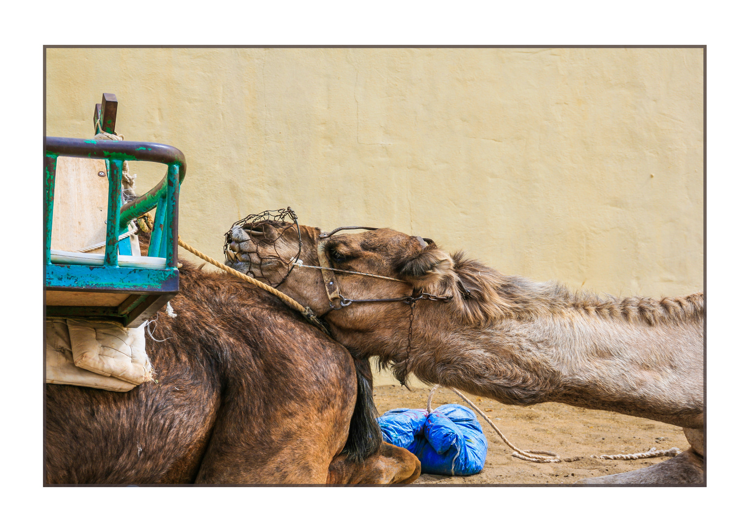 Kamele auf Cran Canaria