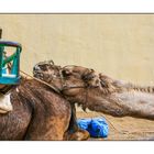Kamele auf Cran Canaria