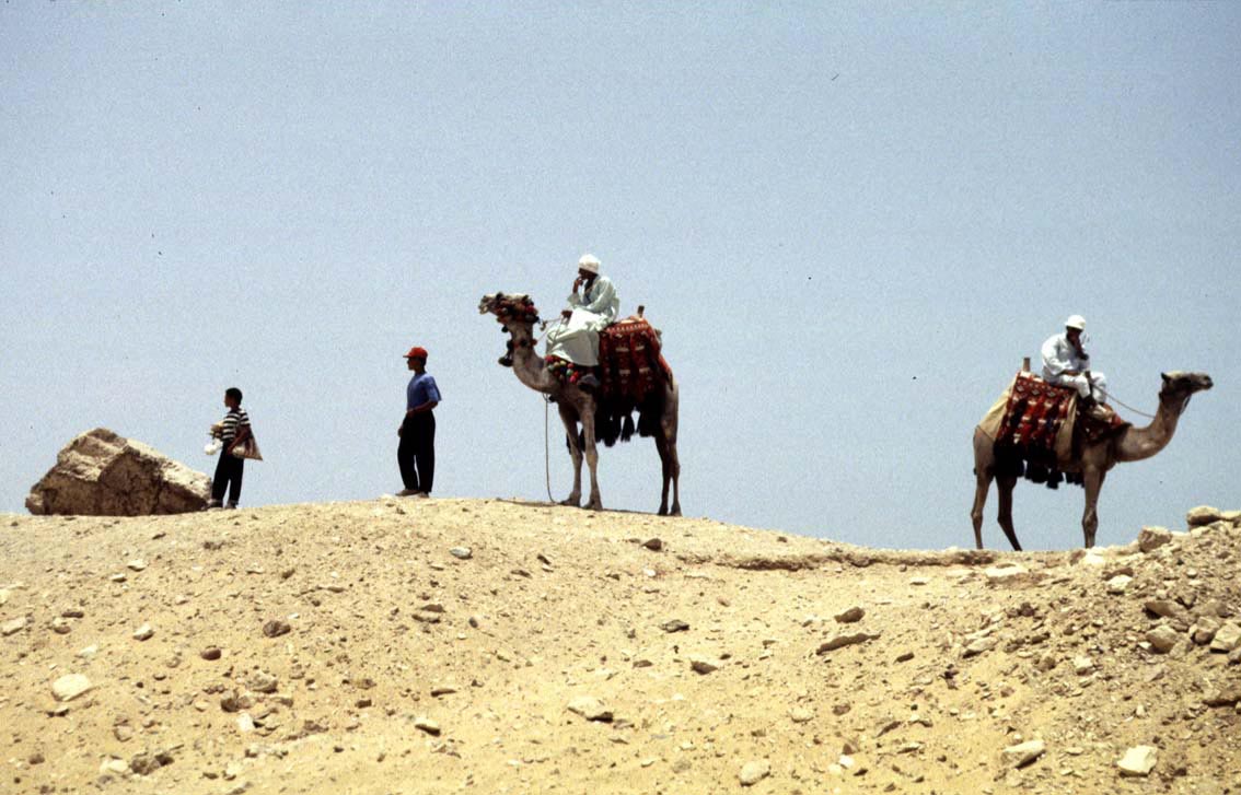 Kamele auf dem Gizeh Plateau