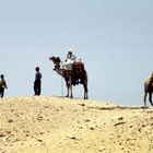 Kamele auf dem Gizeh Plateau