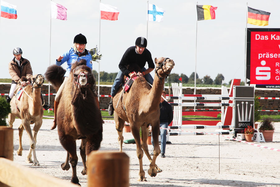 Kamele beim Rheinland Classics Turnier 2010