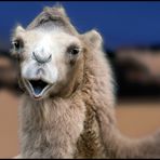 kamele brauchen liebe und wüste