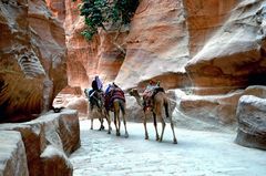 Kamele im großen Siq von Petra