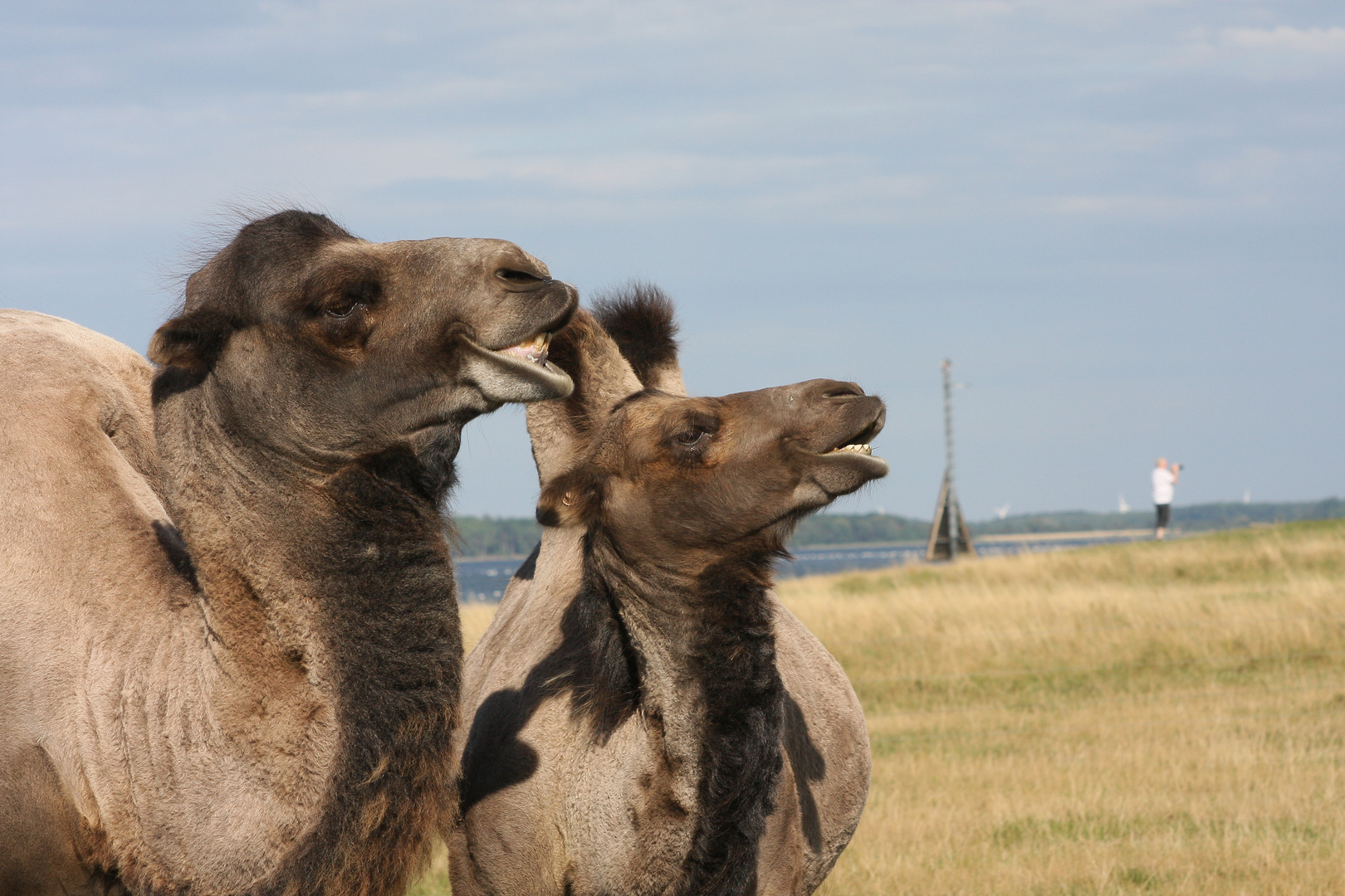 Kamele im Knuthenborg Safaripark