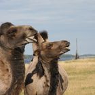 Kamele im Knuthenborg Safaripark