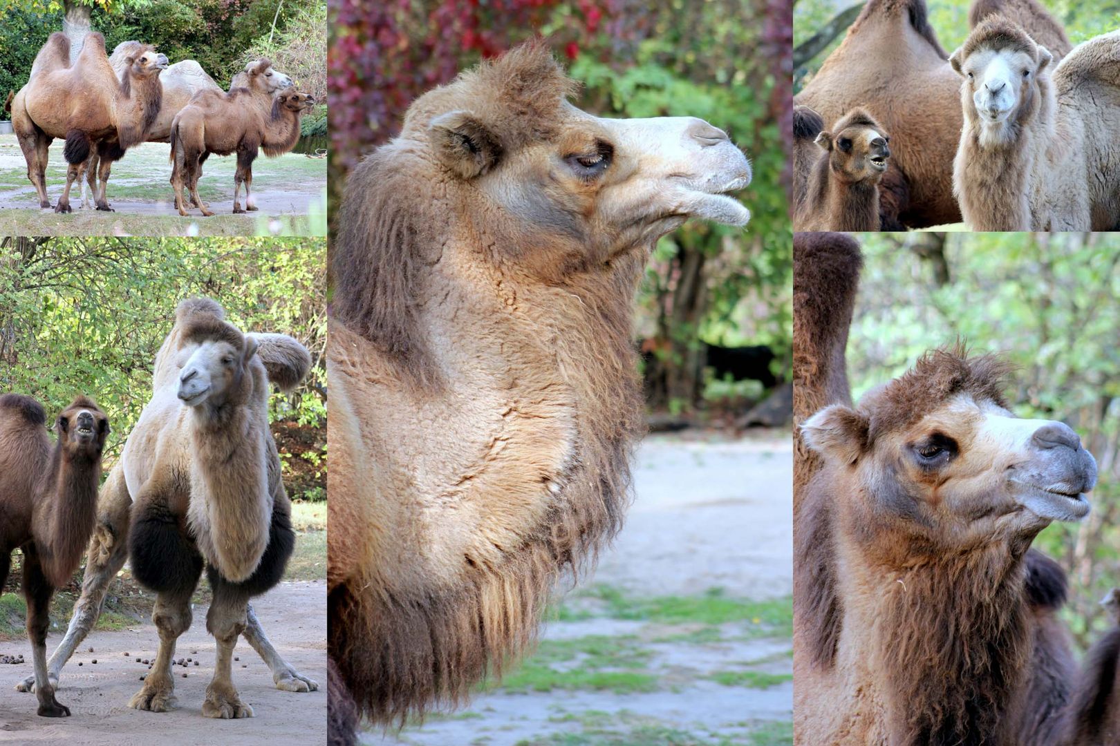 Kamele im Kölner Zoo