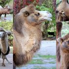 Kamele im Kölner Zoo