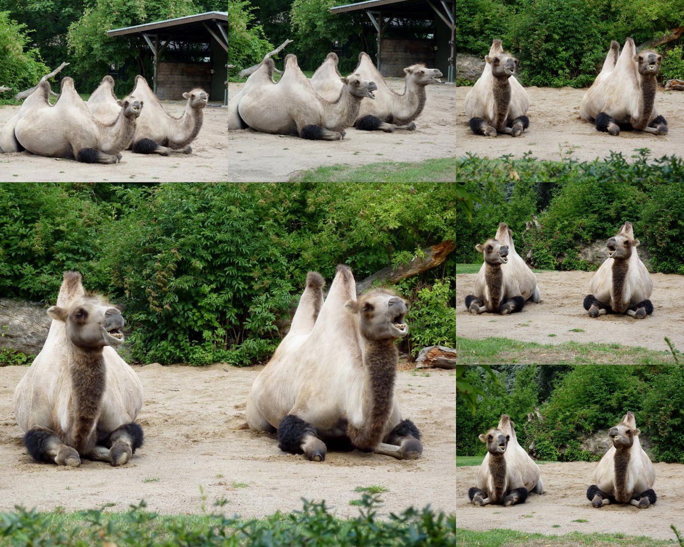 Kamele im Kölner Zoo