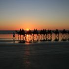 Kamele im Sonnenuntergang in Australien