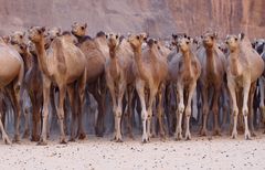 Kamele im Tschad