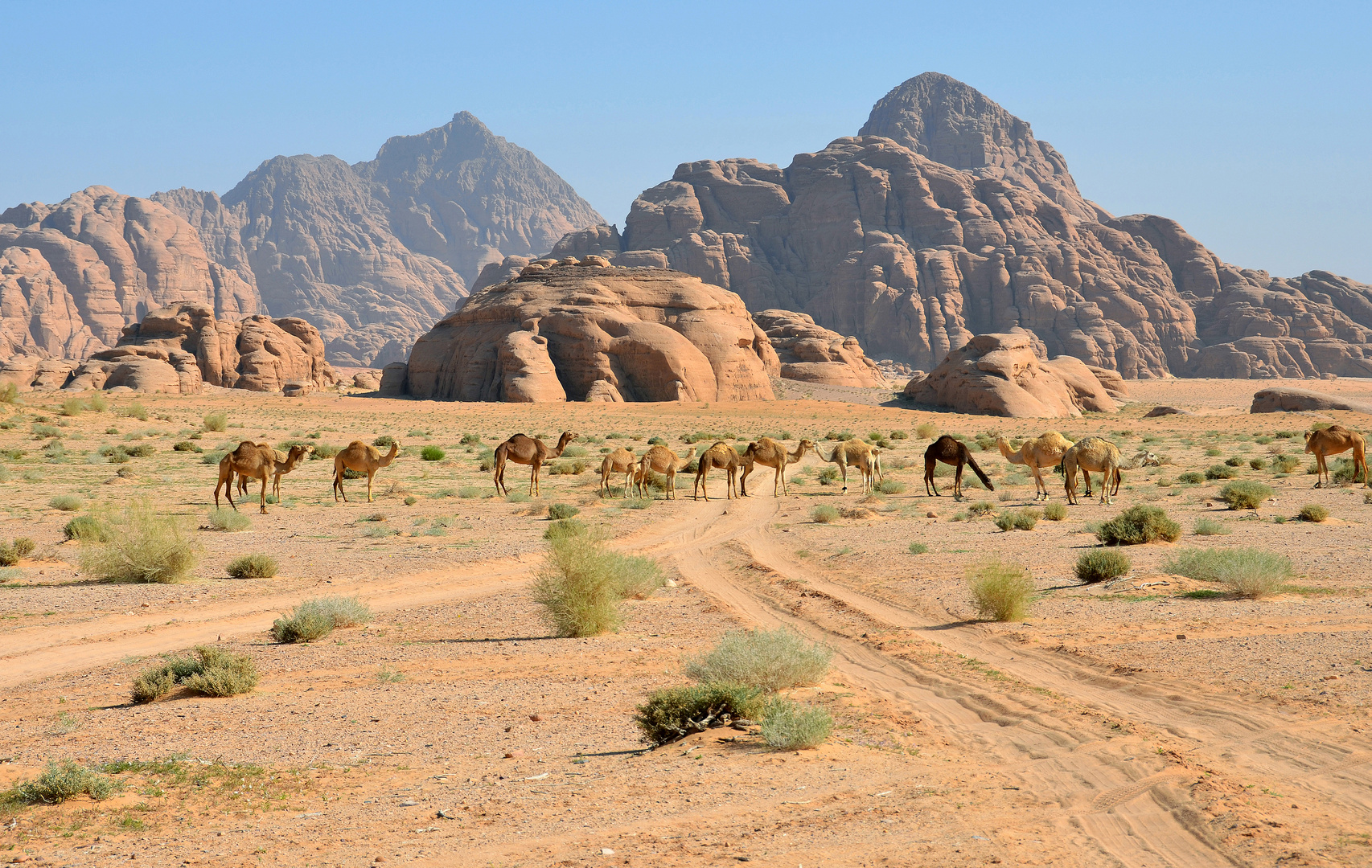 Kamele im Wadi Rum 