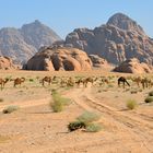 Kamele im Wadi Rum 