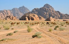 Kamele im Wadi Rum 