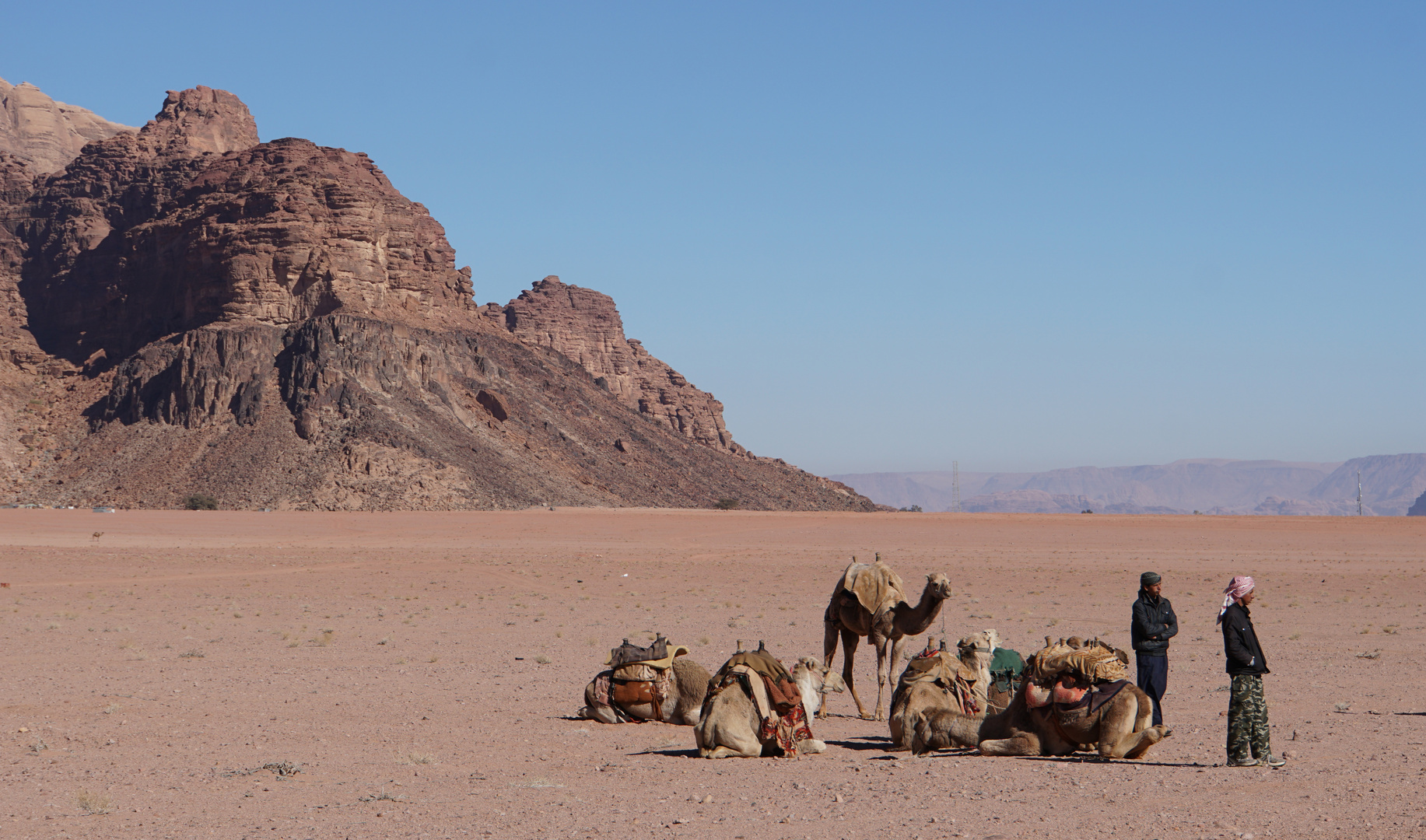 Kamele im Wadi Rum