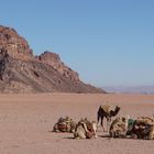 Kamele im Wadi Rum