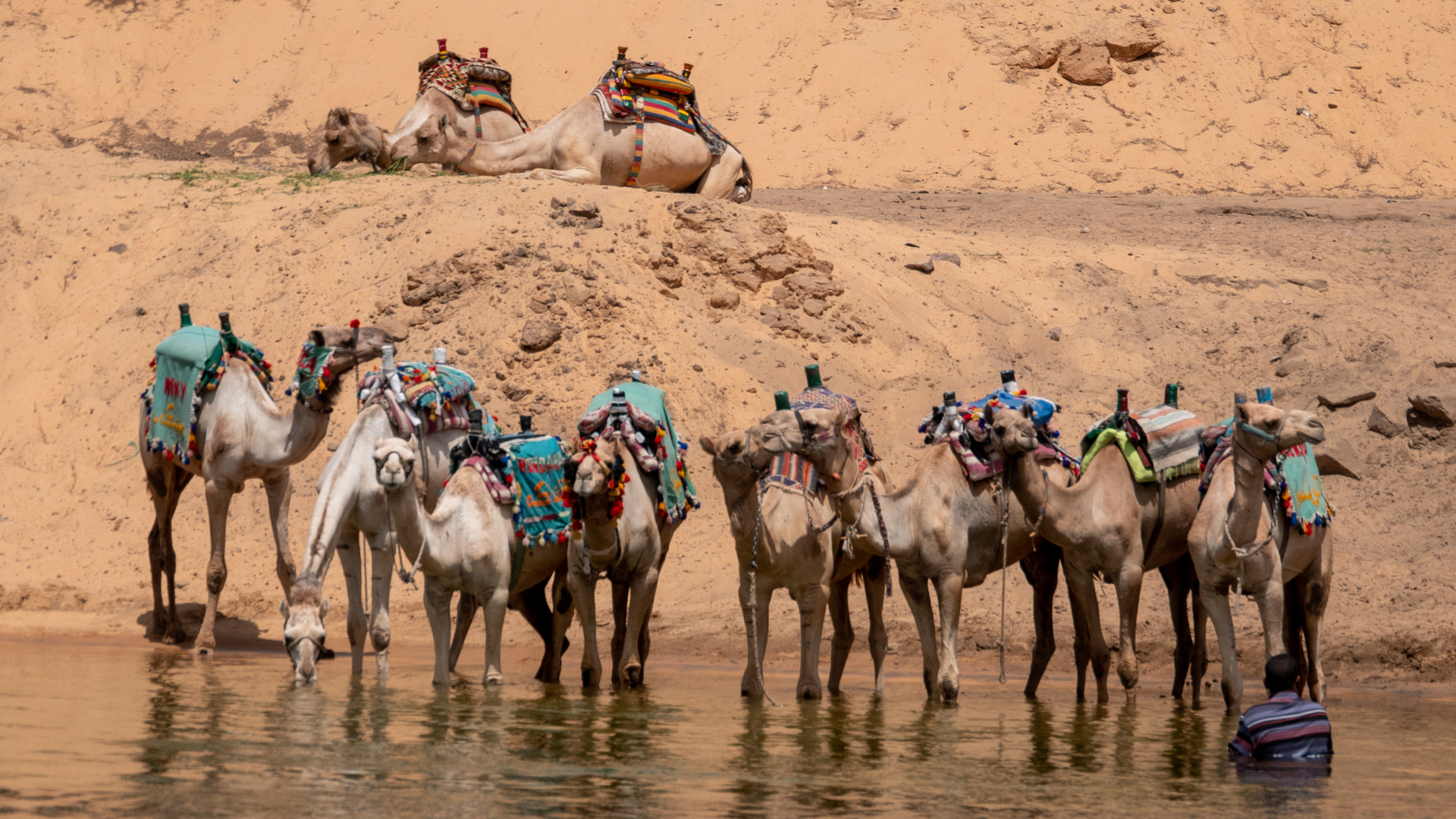 Kamele in Ägypten 