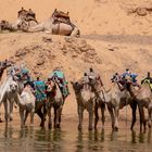 Kamele in Ägypten 
