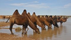 Kamele in der Gobi