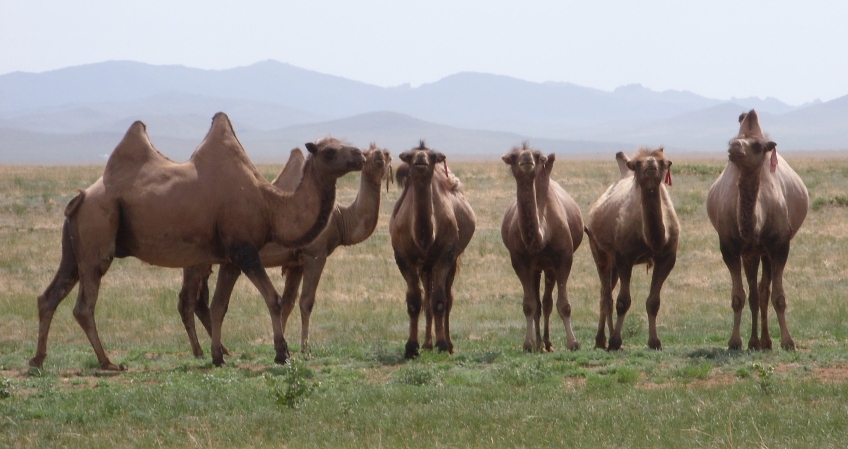 Kamele in der Mongolei