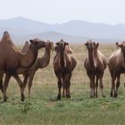 Kamele in der Mongolei