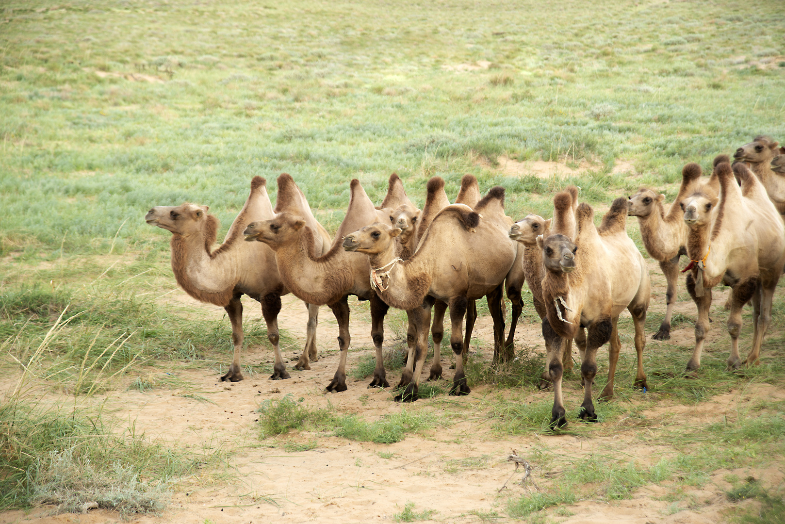 Kamele in der Wüste Gobi